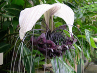 50 Seeds Tacca integrifolia, White Bat flowerSeeds, white tacca Seeds