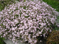 25 Seeds Gypsophila repens Seeds, creeping babys breath,