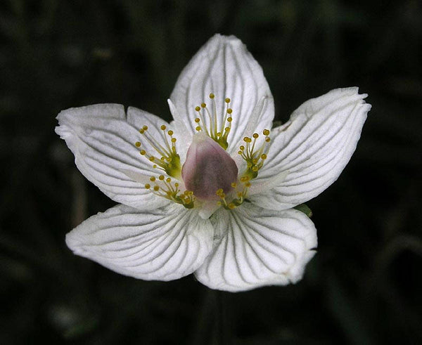 50 Parnassia palustris Seeds, Marsh Grass of Parnassus, Bog Star Seeds ,