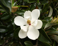 50  Seeds Magnolia grandiflora , southern magnolia , bull bay Seeds