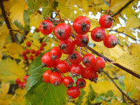 10 Seeds Sorbus austriaca