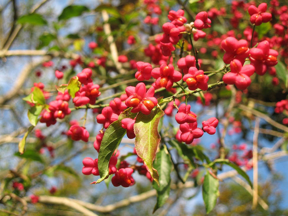 10 Seeds Euonymus europaeus, Spindle Tree Seeds, Red Cascade Seeds