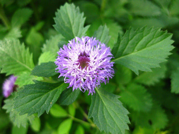 300 Centratherum anthelminticum Seeds, Ironweed., Conyza anthelmintica, Vernonia anthelmintica, Purple fleabaneFor Germintaion