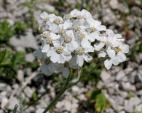 20 Achillea clavennae Seeds, Silvery Yarrow Seeds