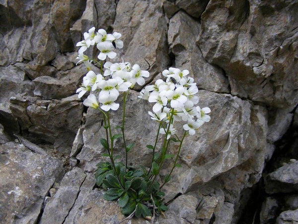 10 Arabis bellidifolia Seeds, Arabis pumila Seeds