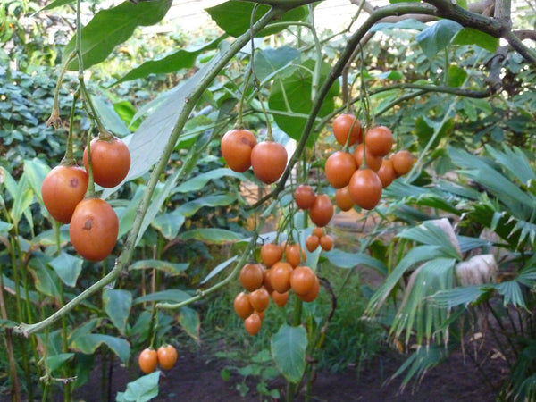 100  Seeds Cyphomandra betacea, tree tomato Seeds, tomate de árb Seeds