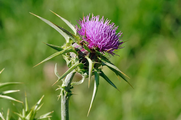 200  Silybum marianum Seeds , Milk Thistle Seeds For Germintaion