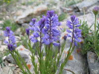 10 Polygala hybrida Seeds