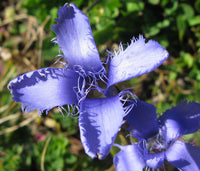 10 Seeds Gentiana ciliata Seeds, Fringed gentian Seeds