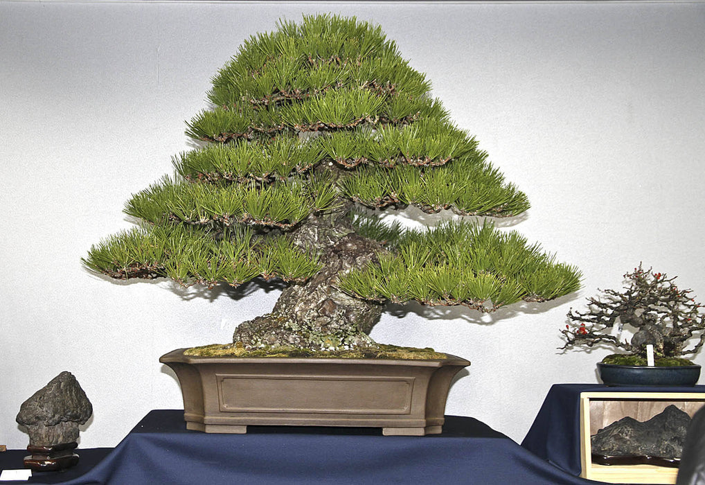 50 Pinus thunbergii ,Japanese Black Pine Tree Seeds., Japanese Black Pine