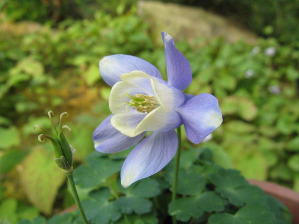 10 Aquilegia sibirica Seeds,