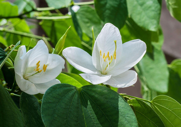 50  Bauhinia acuminata Seeds, Dwarf White Orchid Tree, White Bauhinia,