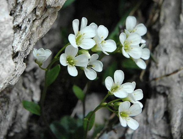 10 Arabis caerulea Seeds, Rare Seeds