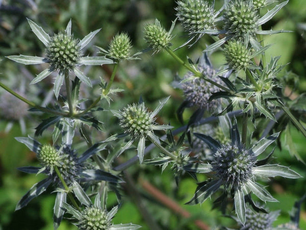 10 Eryngium caeruleum Seeds, Sea Holly Seeds