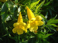 100 Tecoma stans Seeds  ,Yellow bells , Yellow trumpet, Yellow Elder Seeds