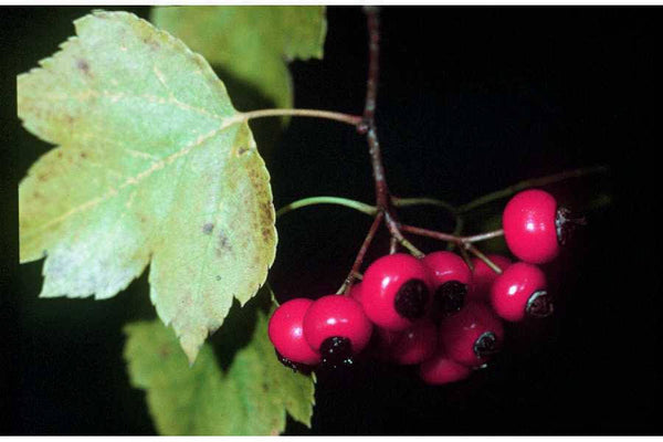 10 Crataegus lindmanii Seeds,hawthorn Berry Seeds, Crataegus rhipidophylla