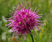 10 Allium kermesinum Seeds, crimson leek Seeds, Kamnik leek Seeds