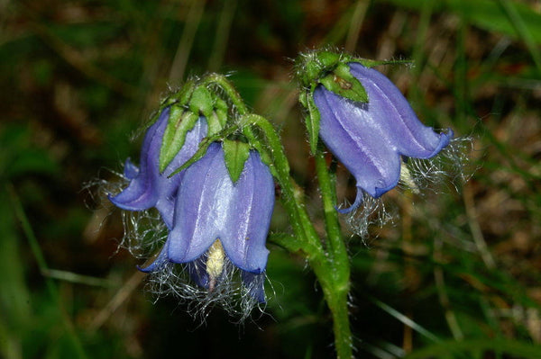 25  Campanula barbata Seeds. Bearded Bellflower Flower Seeds