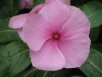 500 Vinca rosea Seeds, Madagascar Periwinkle Seeds, Catharanthus roseus Seeds