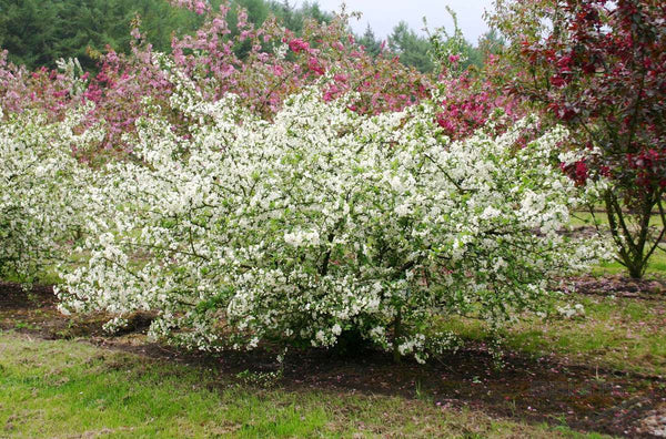 10 Malus sargentii Seeds,  Sargent's apple ,Sargent crabapple,