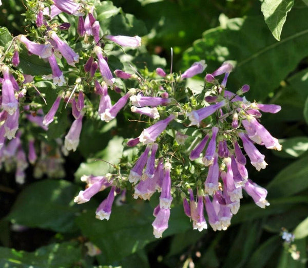 10 Seeds Penstemon pubescens var. gracilis