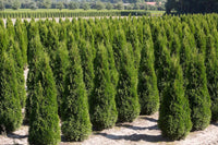 100 Seeds Thuja compacta