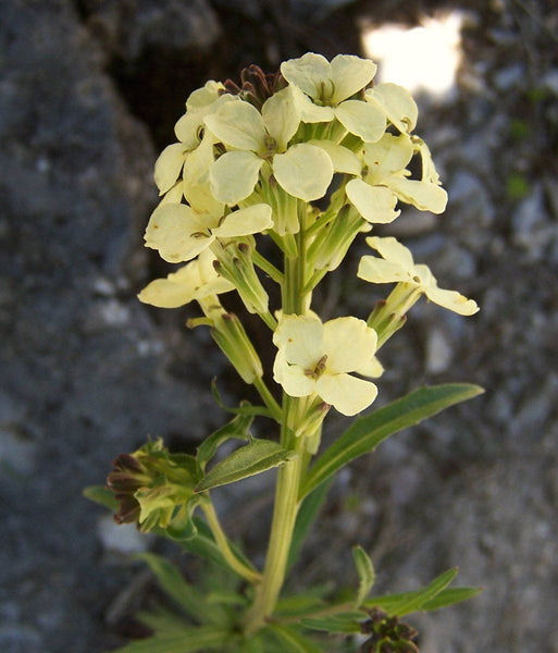 20 Erysimum ibericum Seeds, Alpine Plant Seeds.