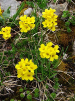 10 Seeds Draba scabra, Alpine Pant Seeds,