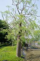 5 Seeds Moringa drouhardii . Bottle Tree Seeds ,