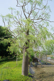 5 Seeds Moringa drouhardii . Bottle Tree Seeds ,