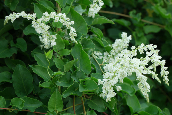 10 Seeds  Fallopia baldschuanica ,  Polygonum baldschuanicum , silver lace Vine