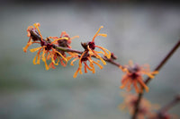 10 Seeds Hamamelis japonica Variety  Rubra, Rubra Witch Hazel