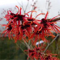 5 Seeds Hamamelis intermedia Feuerzaube, Magic Fire Witch Hazel Seeds