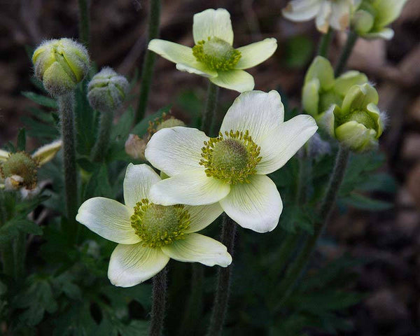 10 Anemone darwasica Seeds, Alpine  plant Seeds