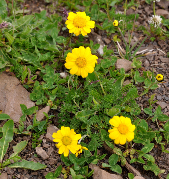 25 Anthemis marschalliana Seeds