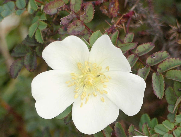 20  Rosa pimpinellifolia Seeds, Rosa  spinosissima , Burnet Rose Seeds