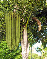 25 Caryota urens  Seeds, Fishtail Palm, Jaggery Palm, Toddy Palm, Wine Palm Seeds