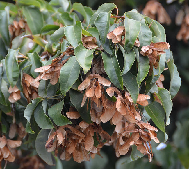 100 Acer oblongum Seeds, Himalayan Maple, Evergreen Maple, Kashmir Maple , Flying Moth Maple