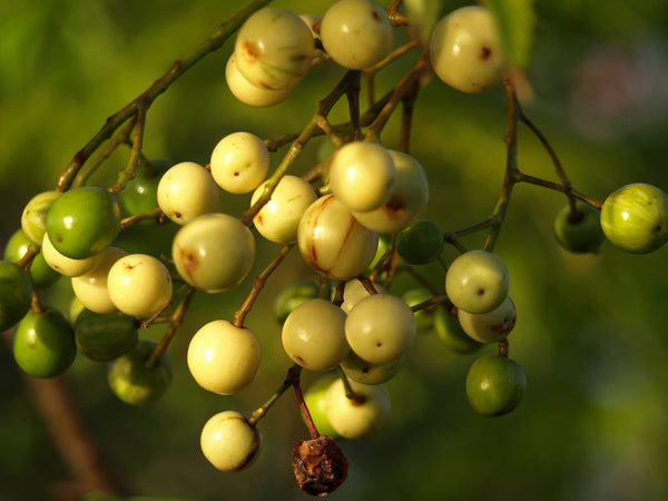 25  Melia azedarach, Azedarach, bead tree, China berry, China tree, Persian lilac, pride of India,