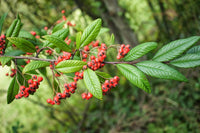 10 Seeds Cotoneaster otto schwarzii