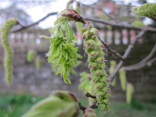 10  Carpinus betulus quercifolia, common hornbeam, European Hornbeam