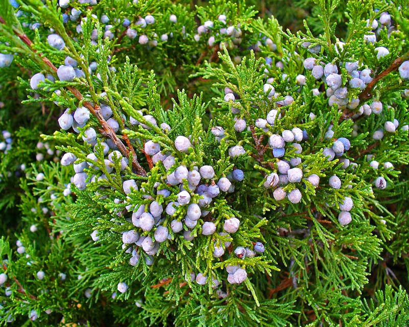 10 Juniperus sabina Seeds, savin juniper , savin Seeds