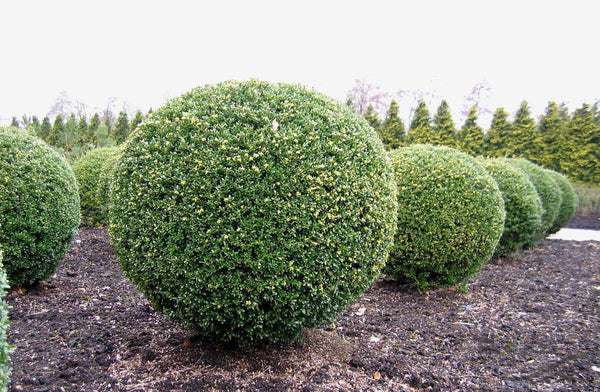 10 Ilex crenata Seeds, ilex crenata glorie gem, Japanese Holly or Box-leaved Holly