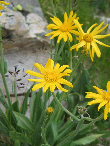 20 Senecio doronicum Chamois Ragwort.