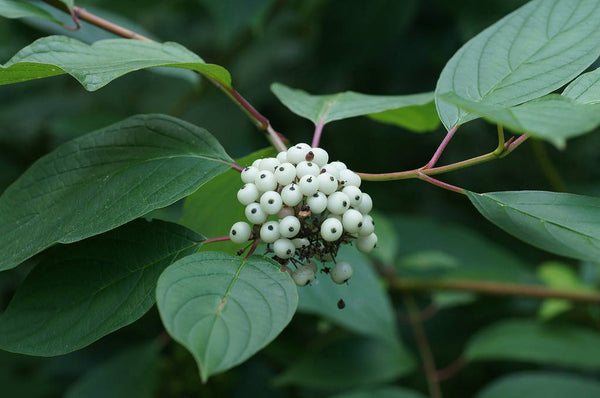 10 Cornus alba Seeds, Tatarian dogwood Seeds, Swida alba Seeds, Siberian Tatarian Dogwood