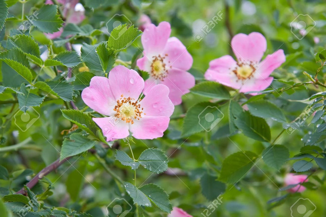 15 Rosa canina Seeds, Dog rose , pink dog rose Seeds