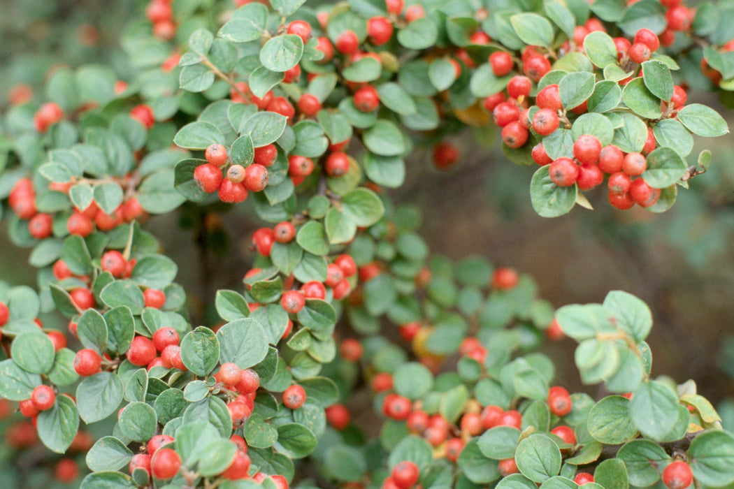 10 Seeds Cotoneaster sikangensis,  Cotoneaster Seeds