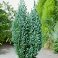 25 Chamaecyparis lawsoniana Seeds,  Lawson cypress Seeds,  Port Orford cedar