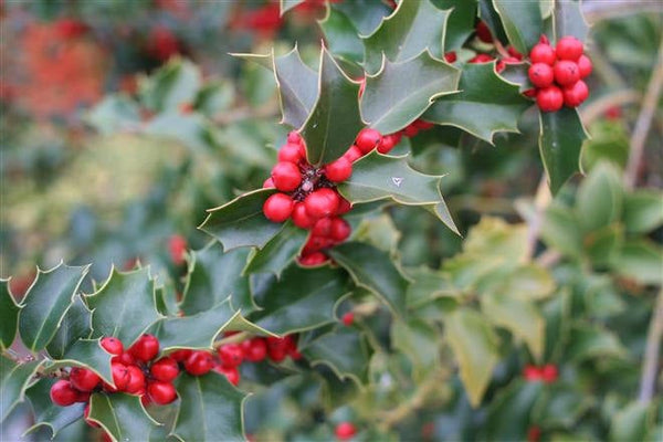 10 Seeds ILEX x  aquipernyi , San Jose Seeds,  Blue Holly, Meserve Holly, Meserve Hybrid Holly