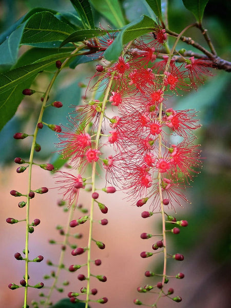 15 Seeds Barringtonia acutangula, Barringtonia, Freshwater Mangrove, Indian Oak, Barringtonia spicata, Eugenia acutangula